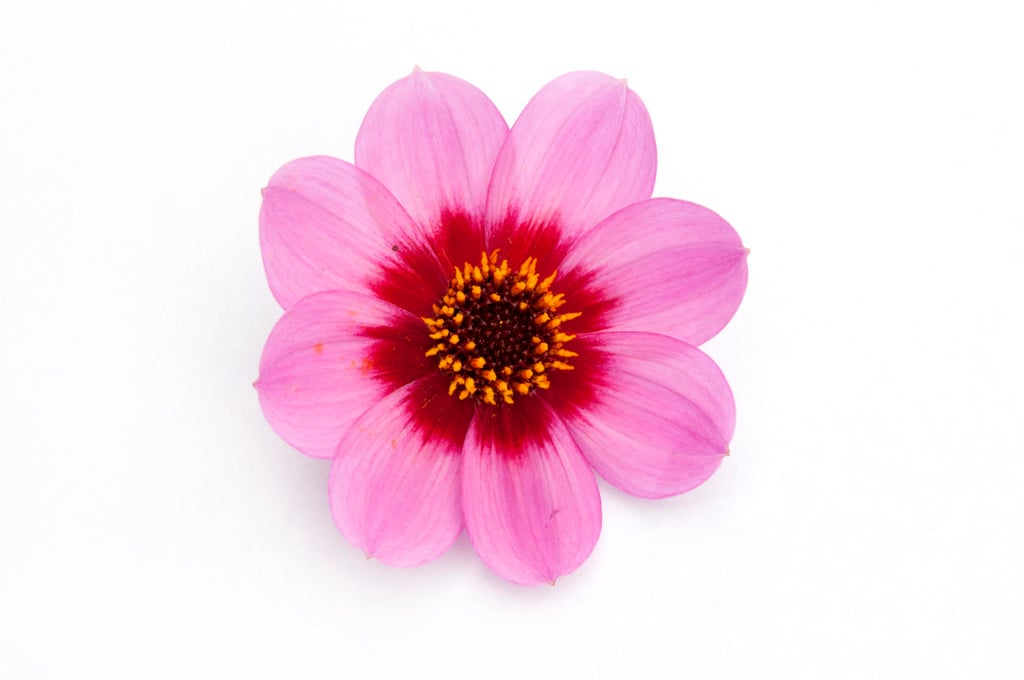 dahlia [Happy Single Wink]