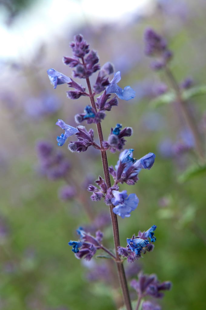 garden catmint 'Kit Cat'
