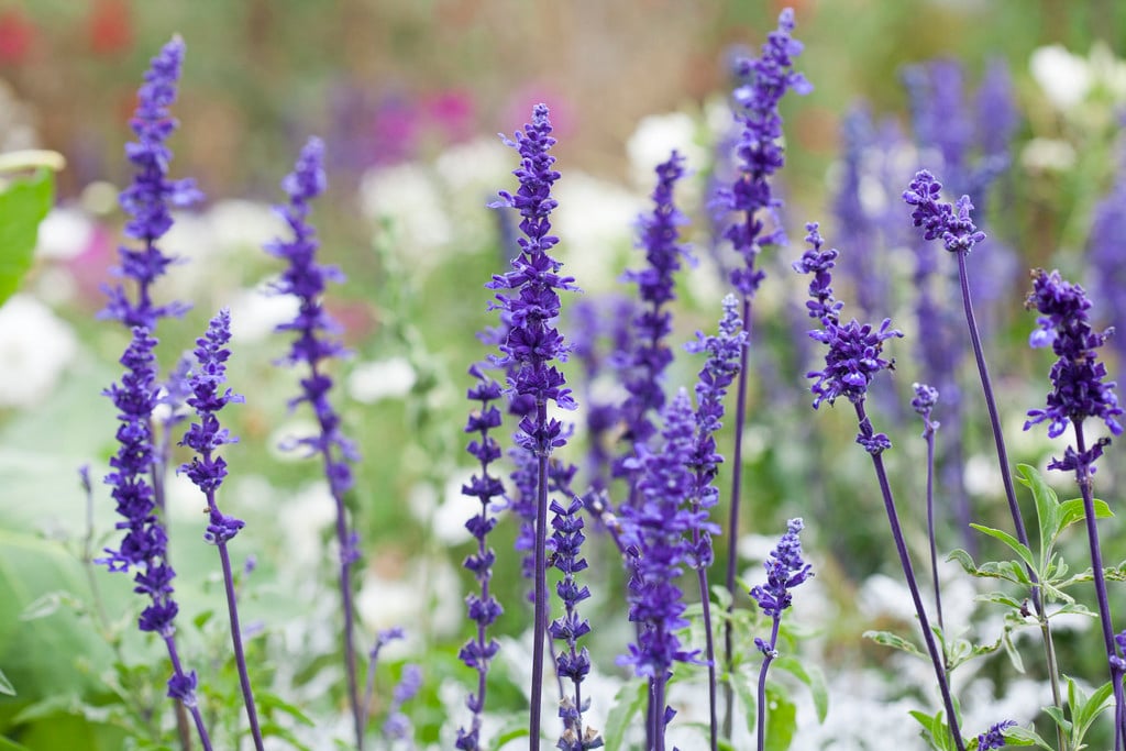 mealy sage 'Victoria'