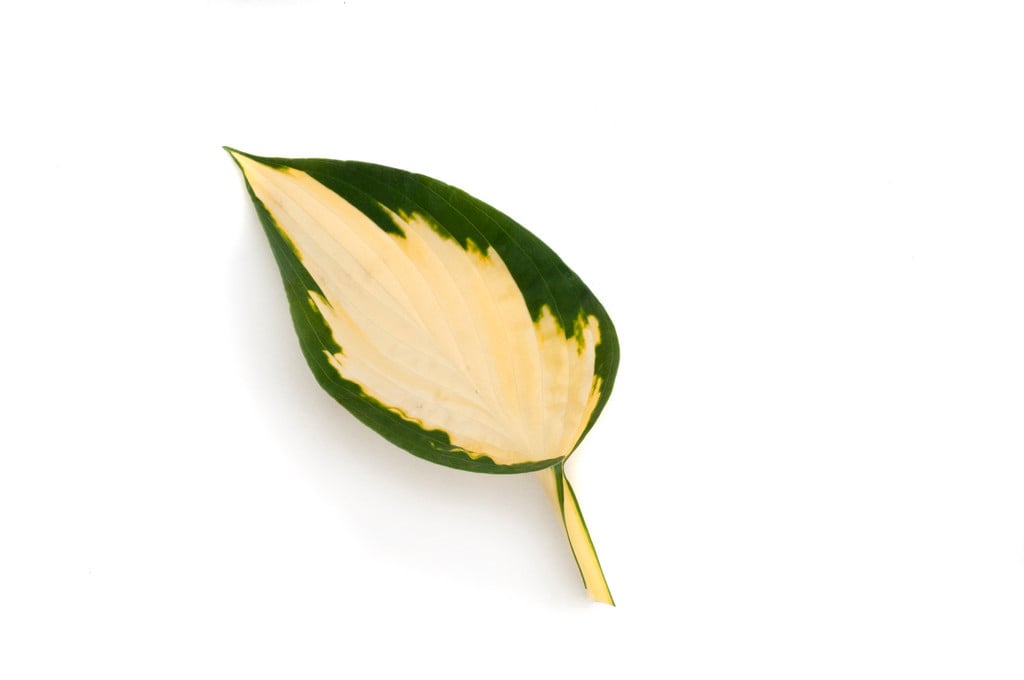 plantain lily 'Orange Marmalade'