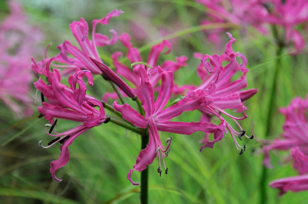Bowden lily 'Isabel'
