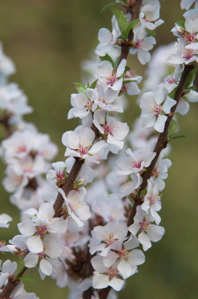 Nanking cherry