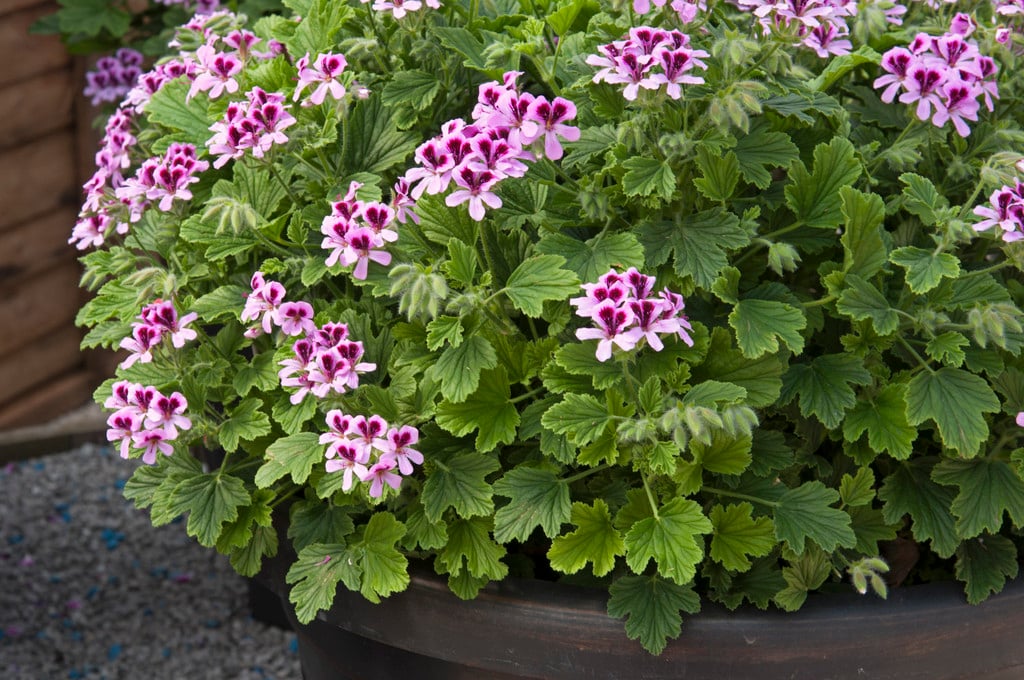 geranium 'Orange Fizz'