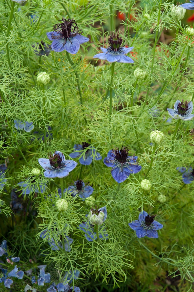 Spanish fennel flower