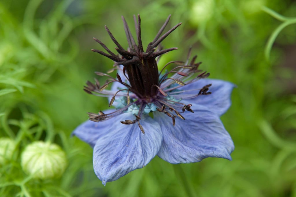 Spanish fennel flower