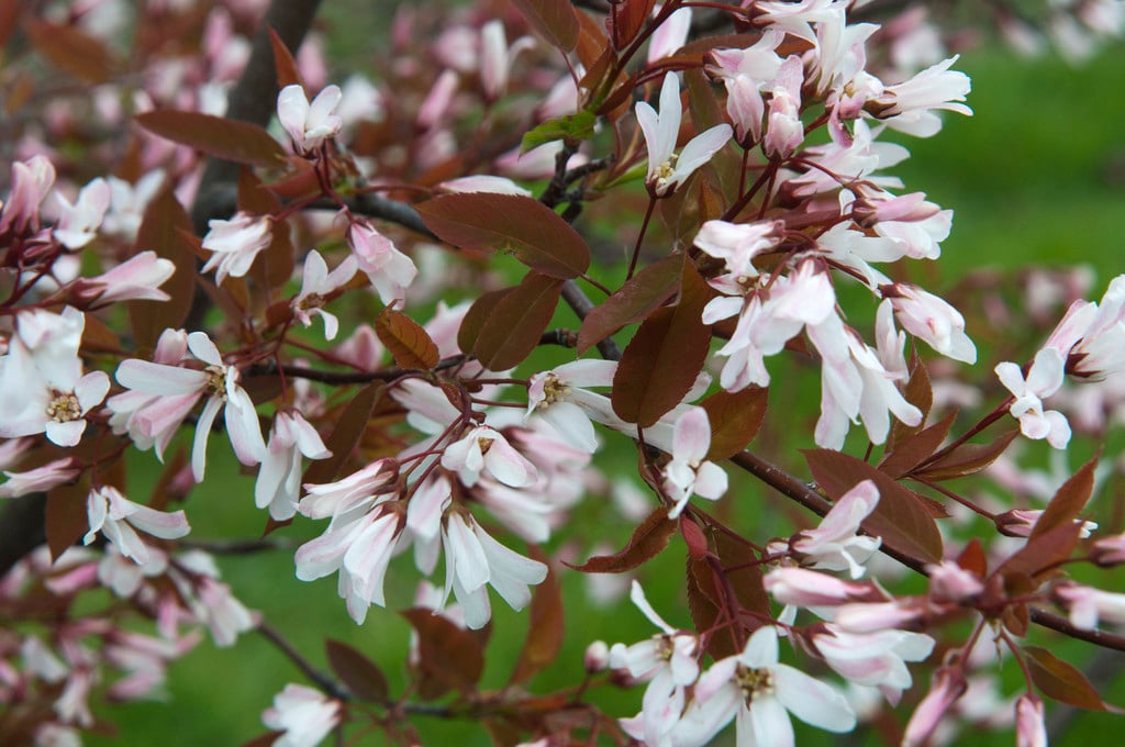 smooth serviceberry 'R.J. Hilton'