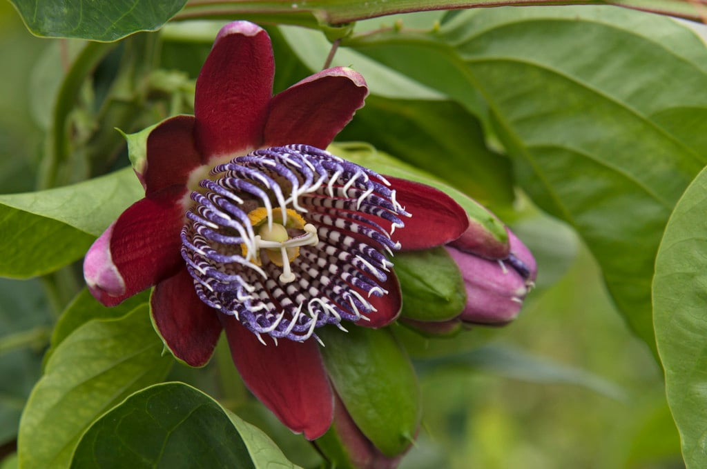 winged-stem passion flower