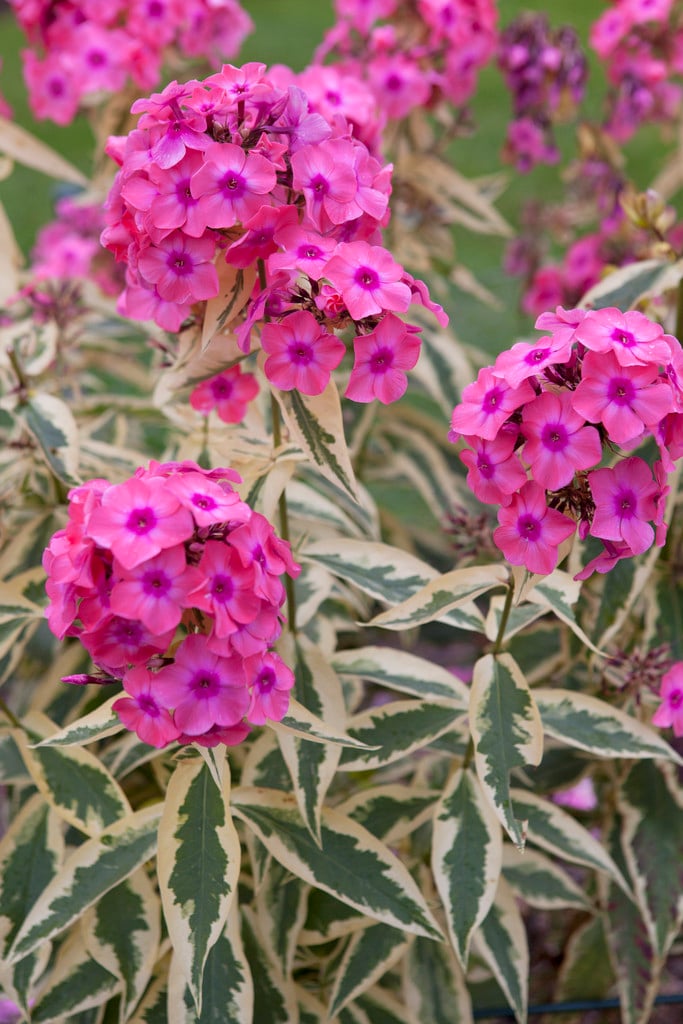 perennial phlox 'Becky Towe'