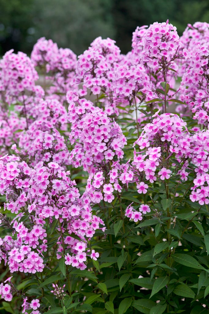 perennial phlox 'Miss Pepper'