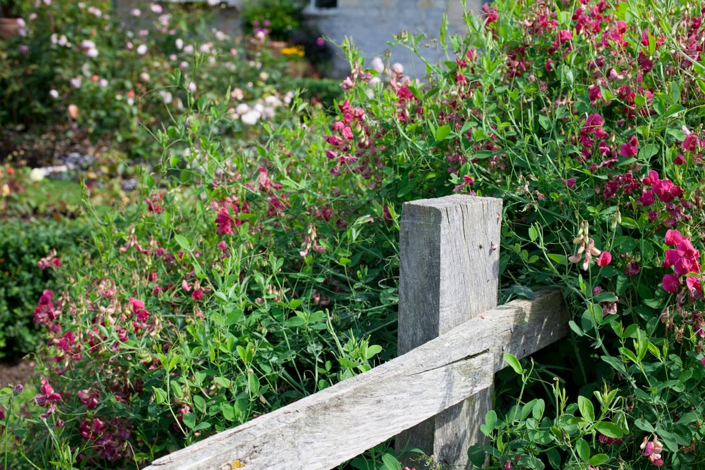 Persian everlasting pea