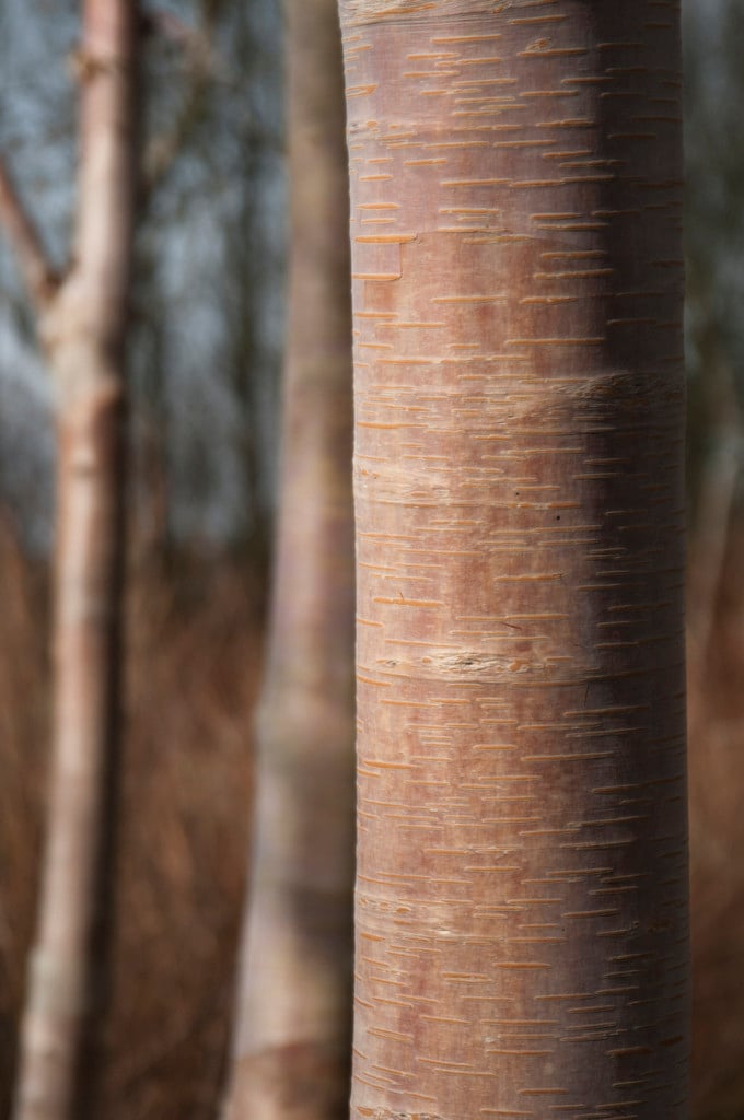 Himalayan birch 'Forest Blush'