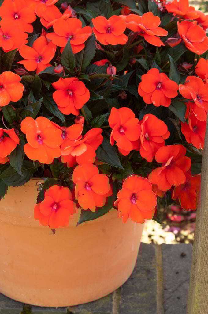 busy lizzie [Sun Harmony Deep Orange]