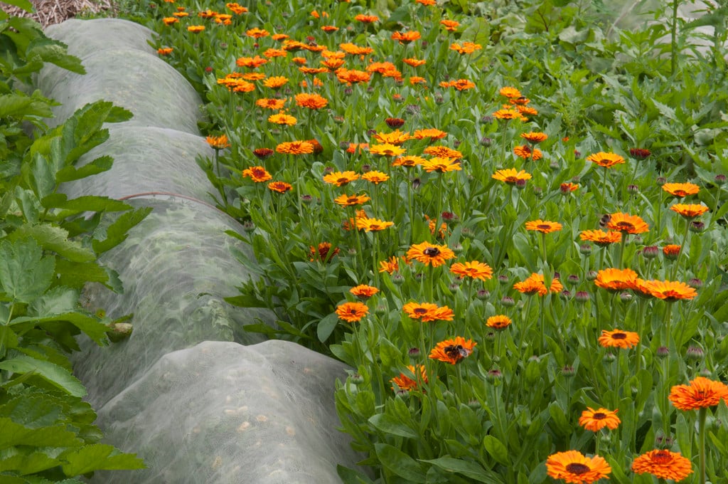 marigold 'Indian Prince'