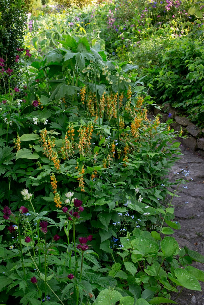 perennial golden pea