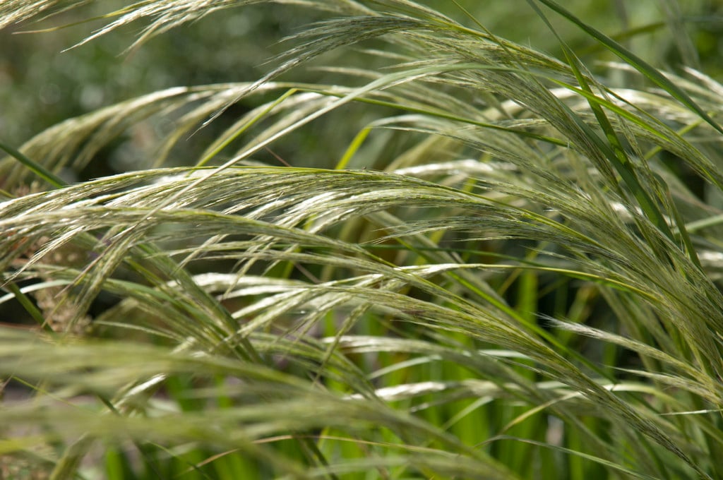 Peruvian feather grass