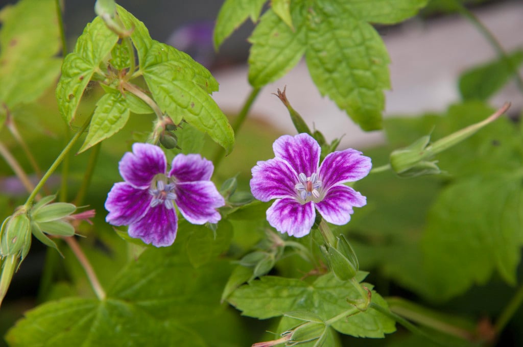 knotted cranesbill 'Julie's Velvet'