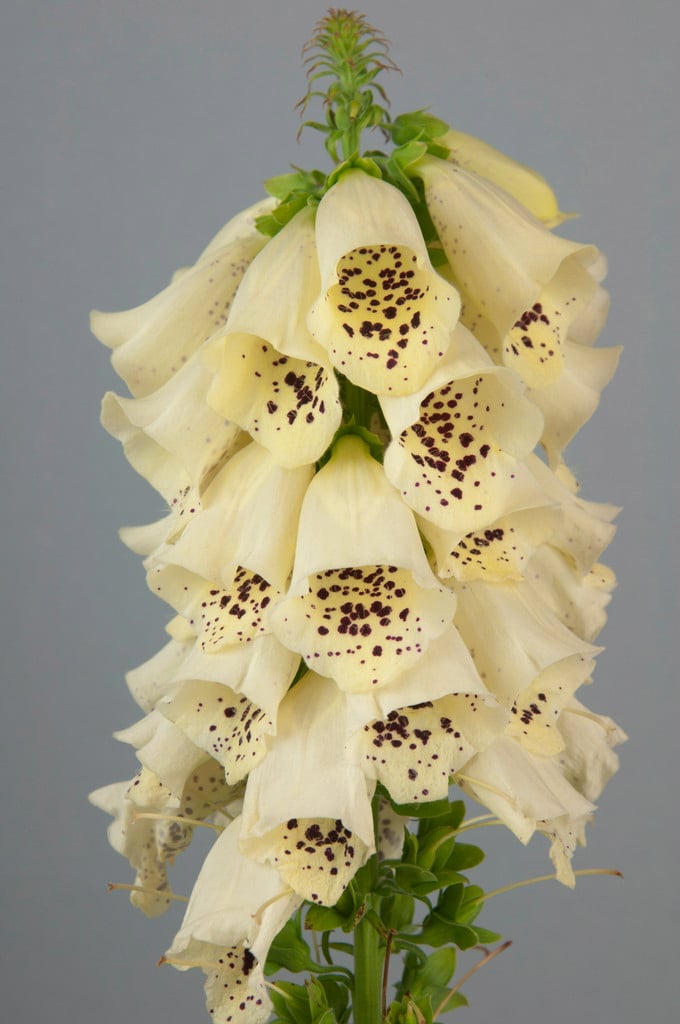 foxglove 'Primrose Carousel'