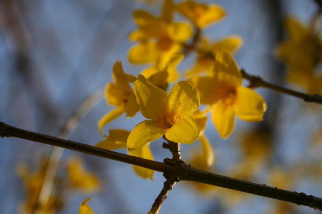 weeping forsythia