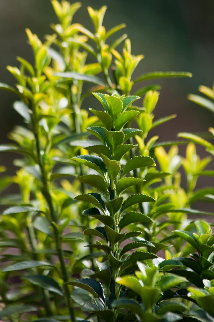spindle 'Green Rocket'