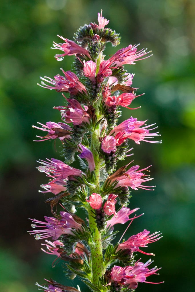 red-flowered viper's grass