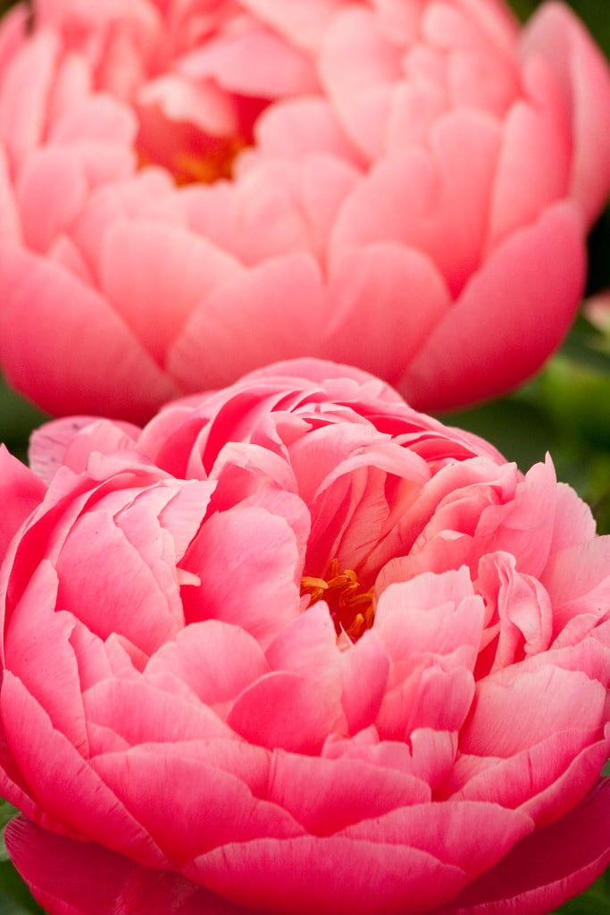 peony 'Coral Charm'