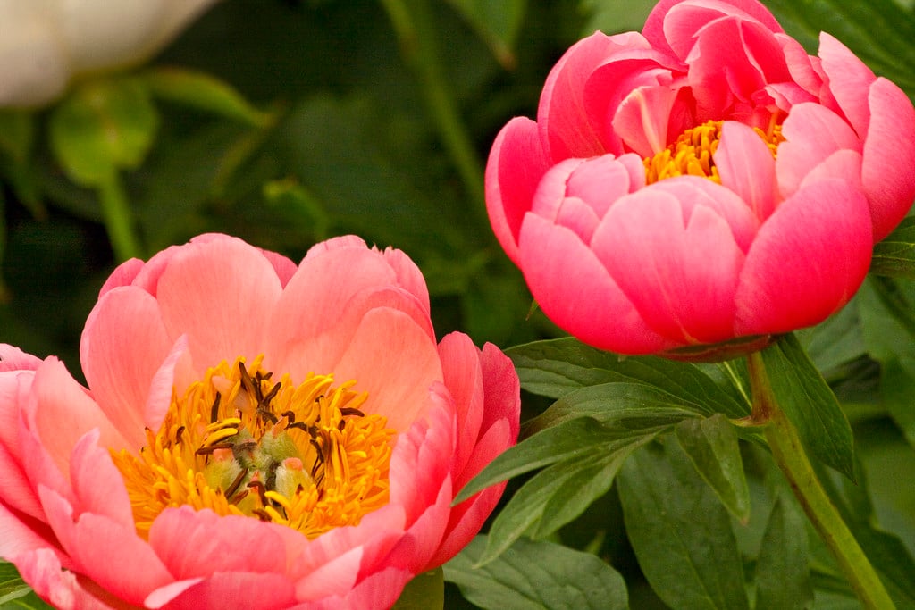 peony 'Coral Charm'