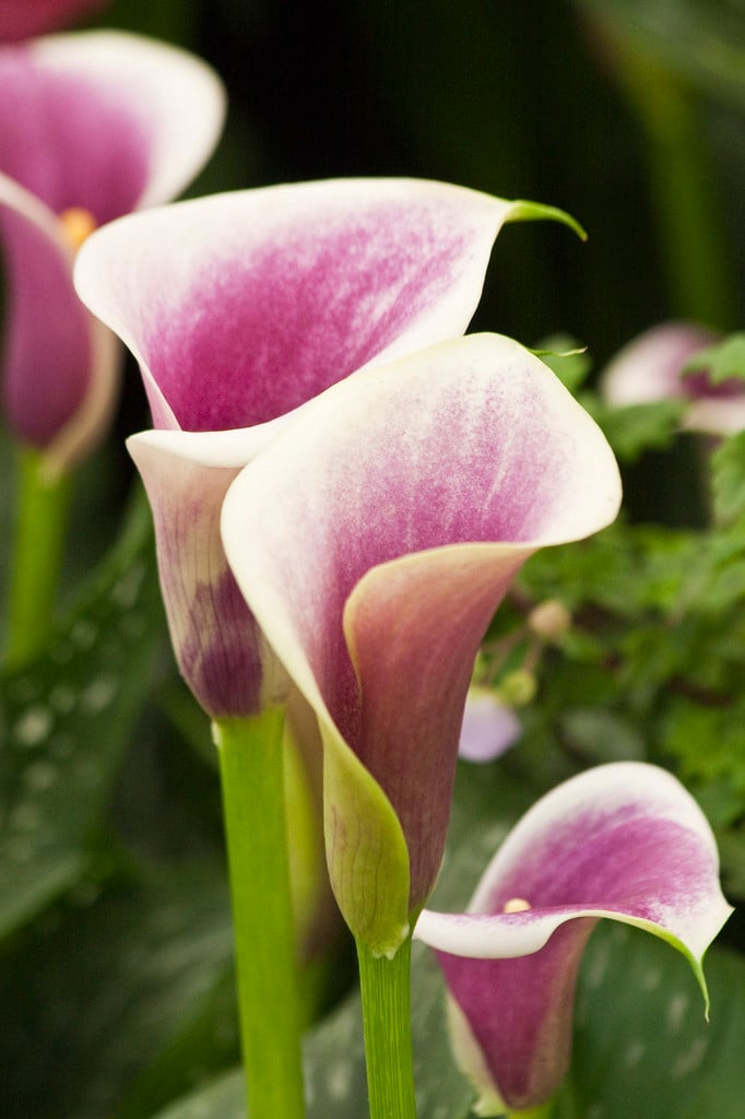 arum lily 'Picasso'