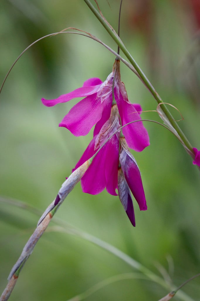 wandflower 'Blackberry Bells'