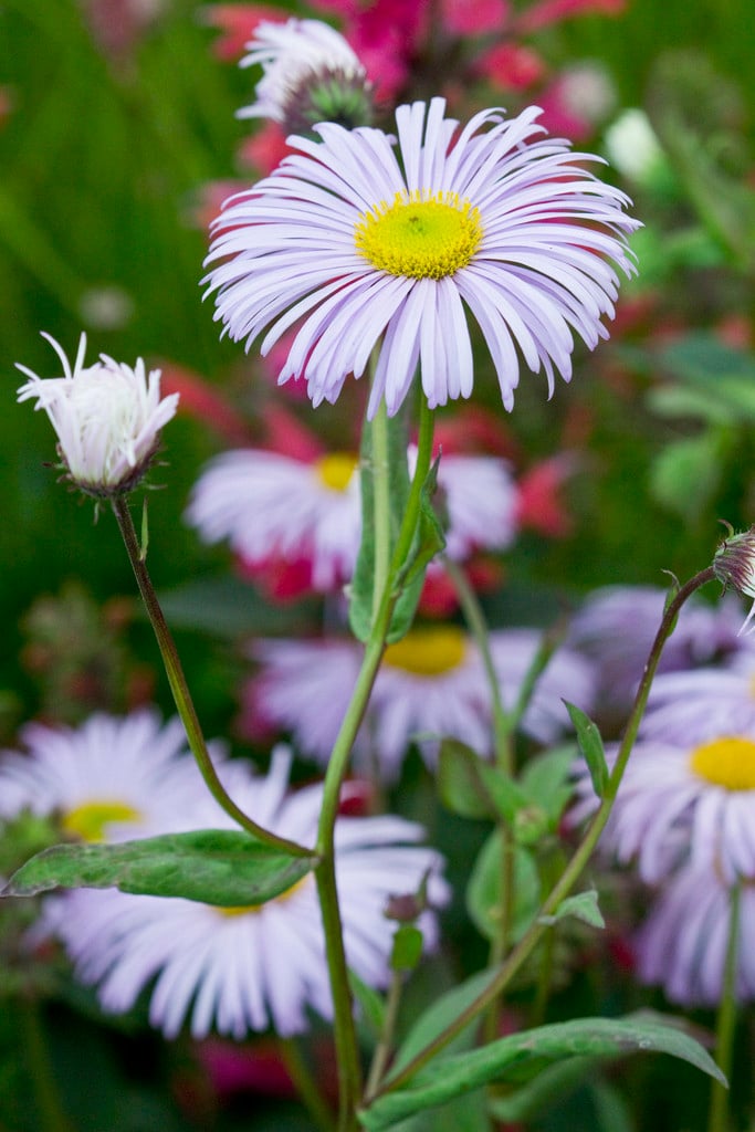 fleabane 'Quakeress'