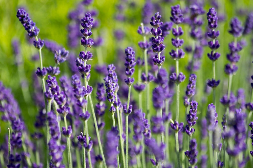 English lavender 'Hidcote'