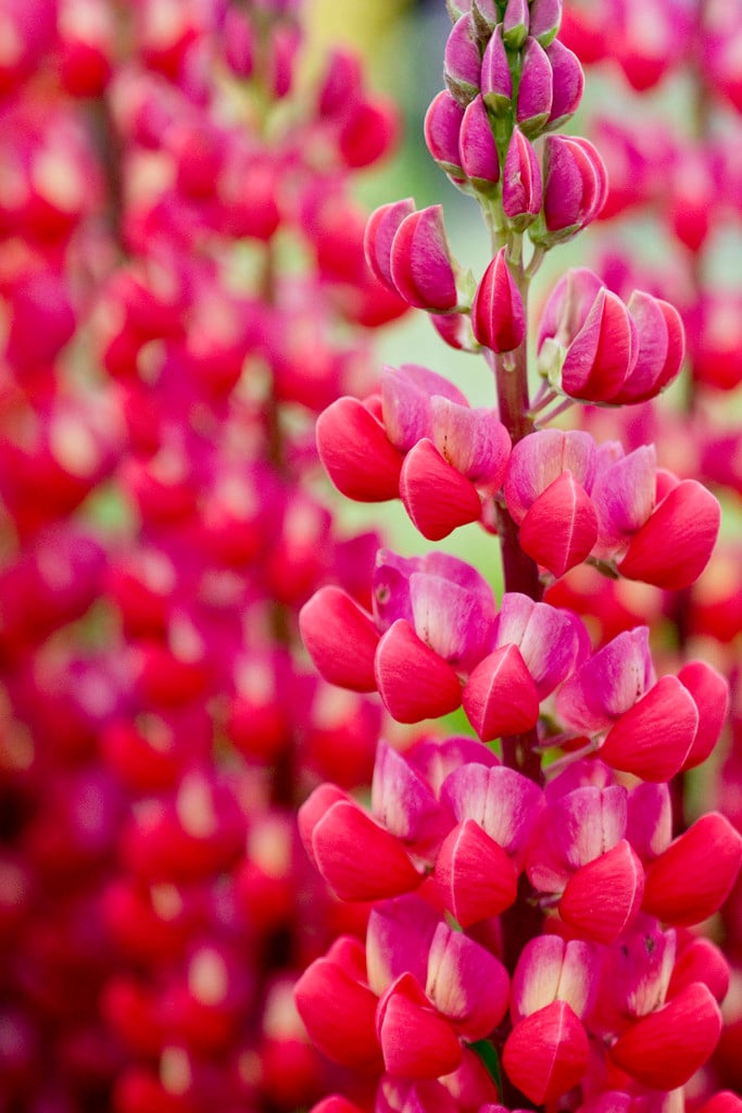 lupin 'Red Rum'