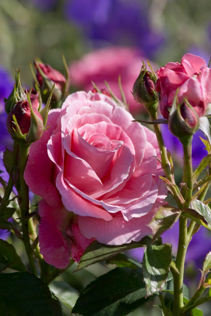 rose [Tickled Pink]