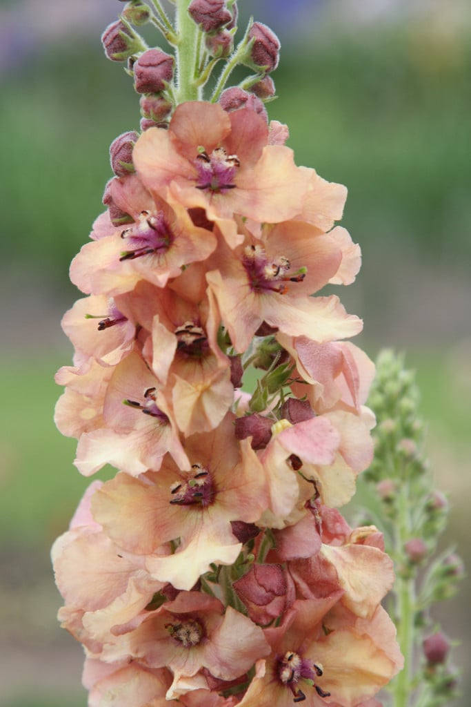 mullein 'Caribbean Crush'