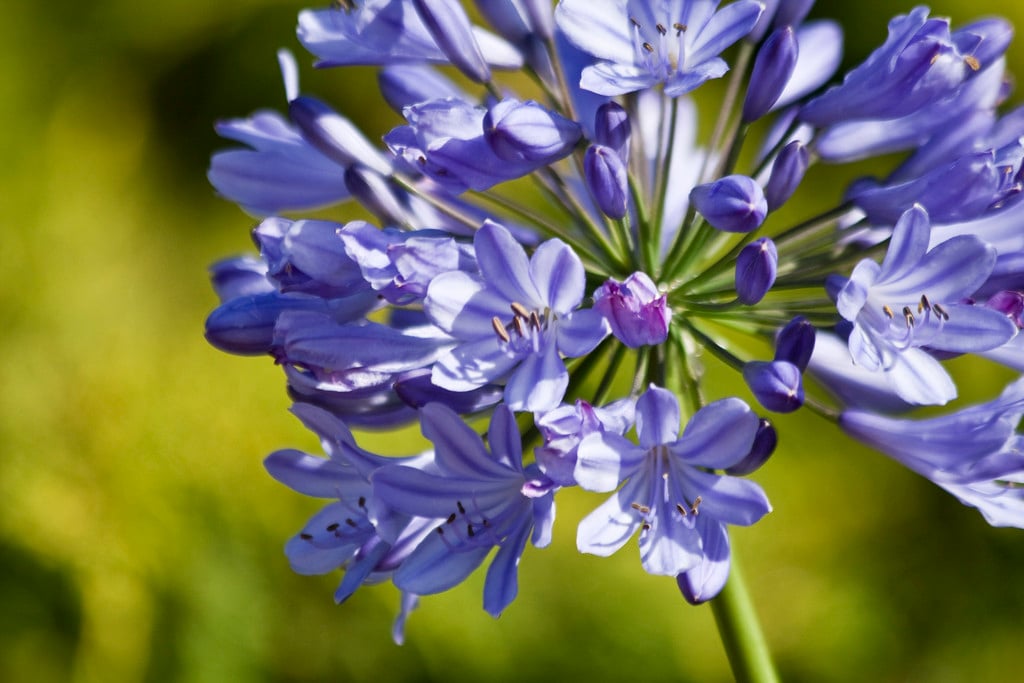 African lily 'Castle of Mey'