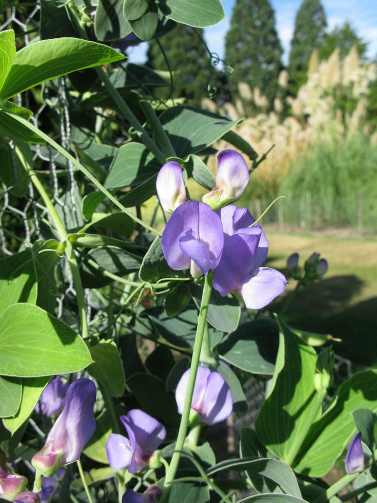 Lord Anson's blue pea