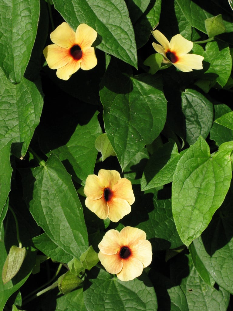 black-eyed Susan 'African Sunset'