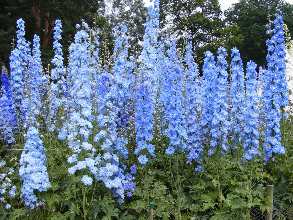 delphinium 'Centurion Sky Blue'
