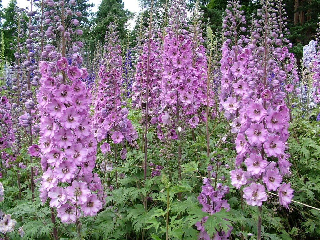 delphinium Dusky Maidens Group