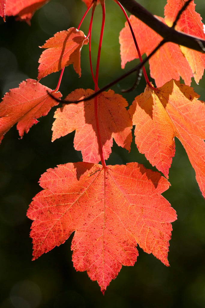 red maple [Red Sunset]