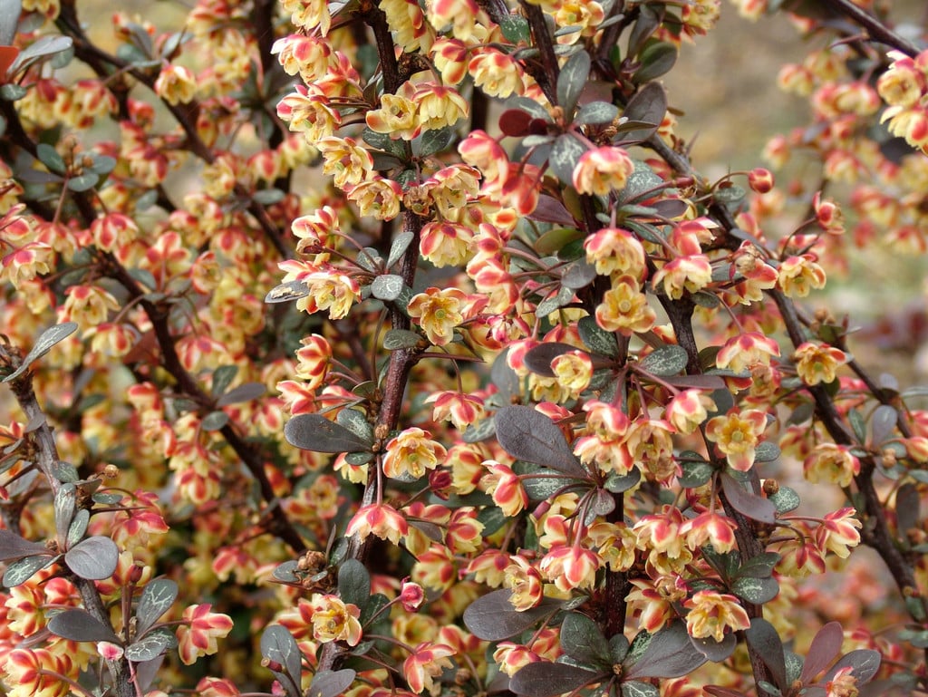 Japanese barberry 'Dart's Red Lady'