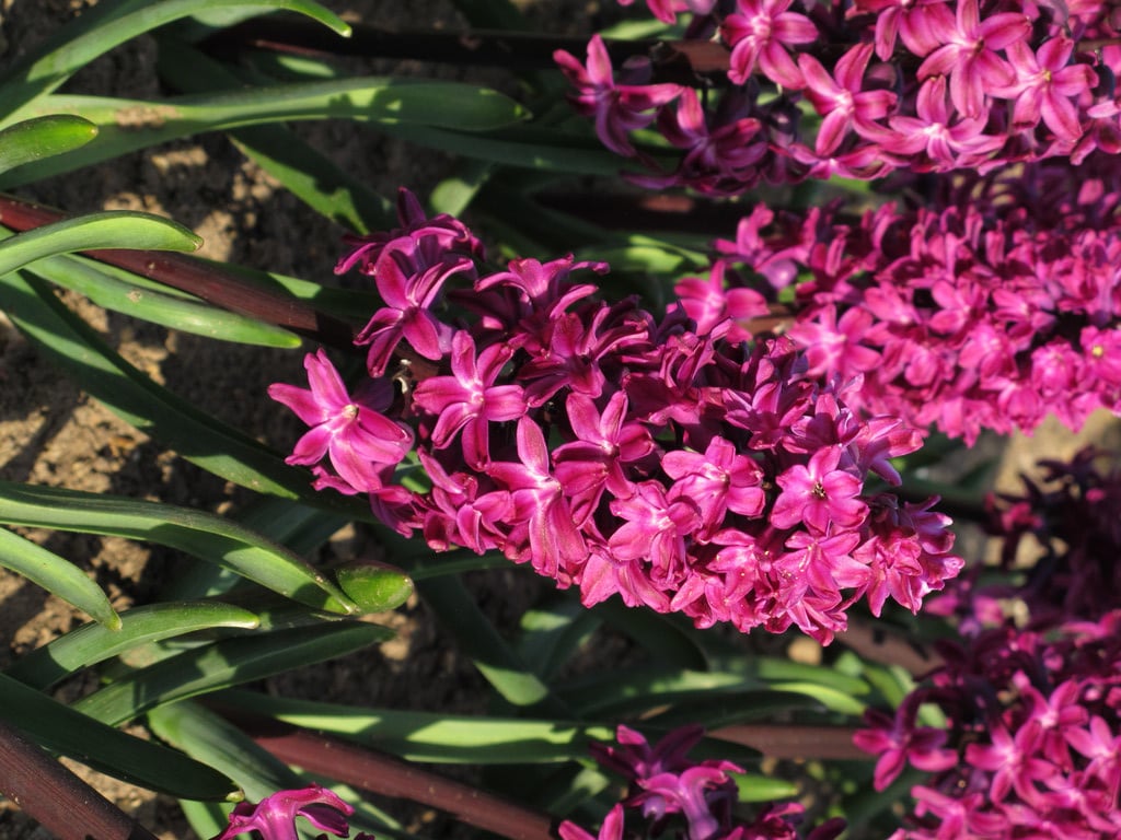 hyacinth 'Woodstock'