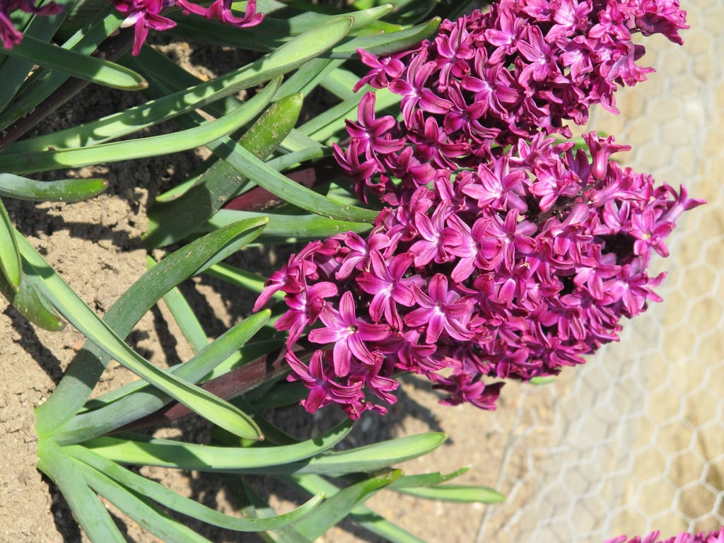 hyacinth 'Woodstock'