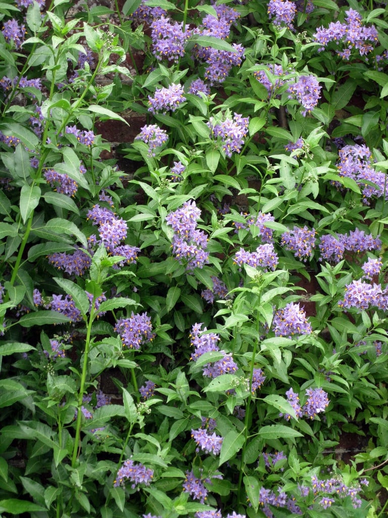 potato tree 'Glasnevin'