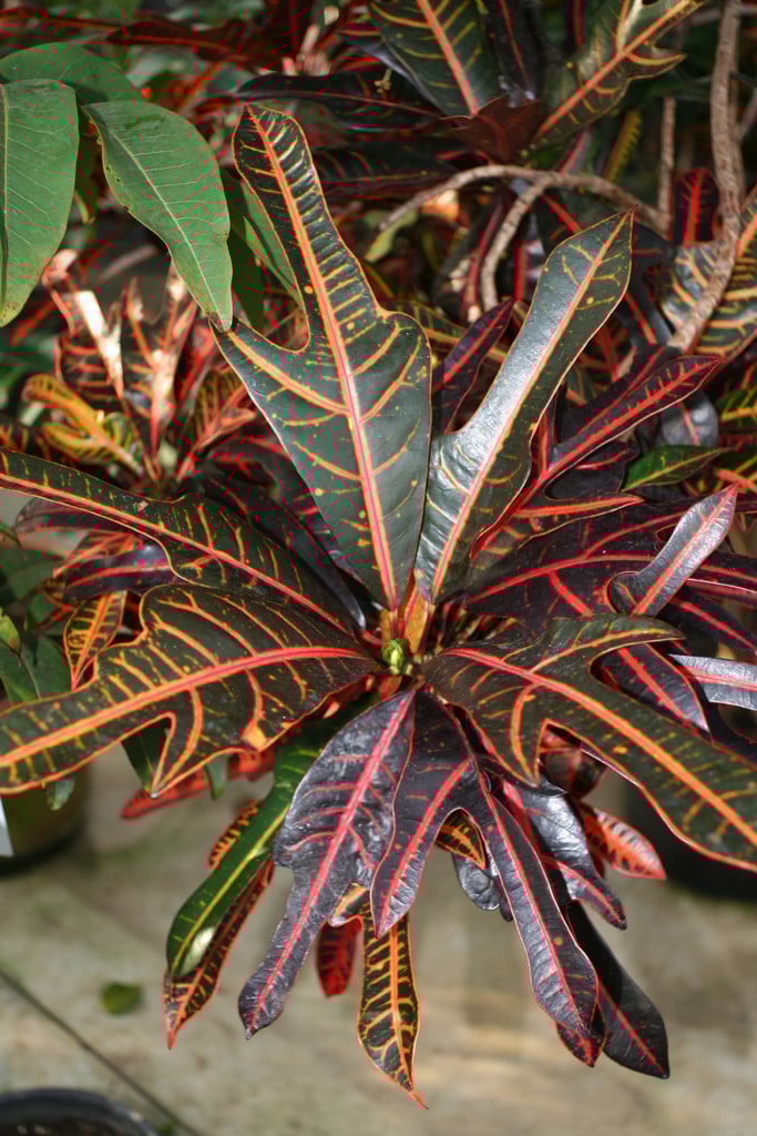 garden croton