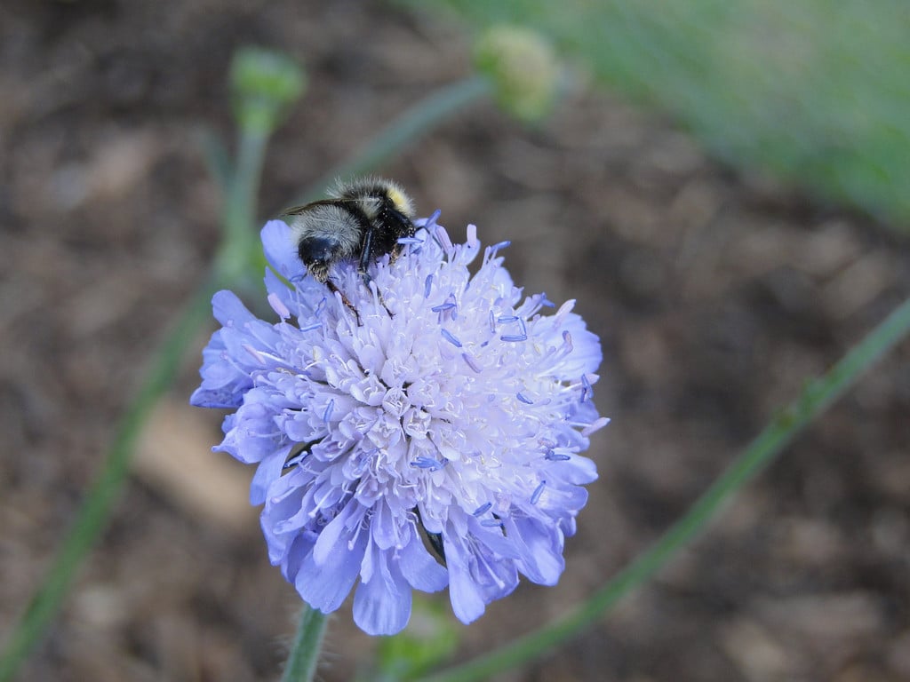 small scabious