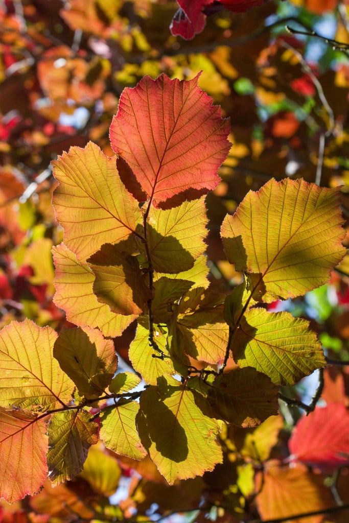 filbert 'Red Filbert'