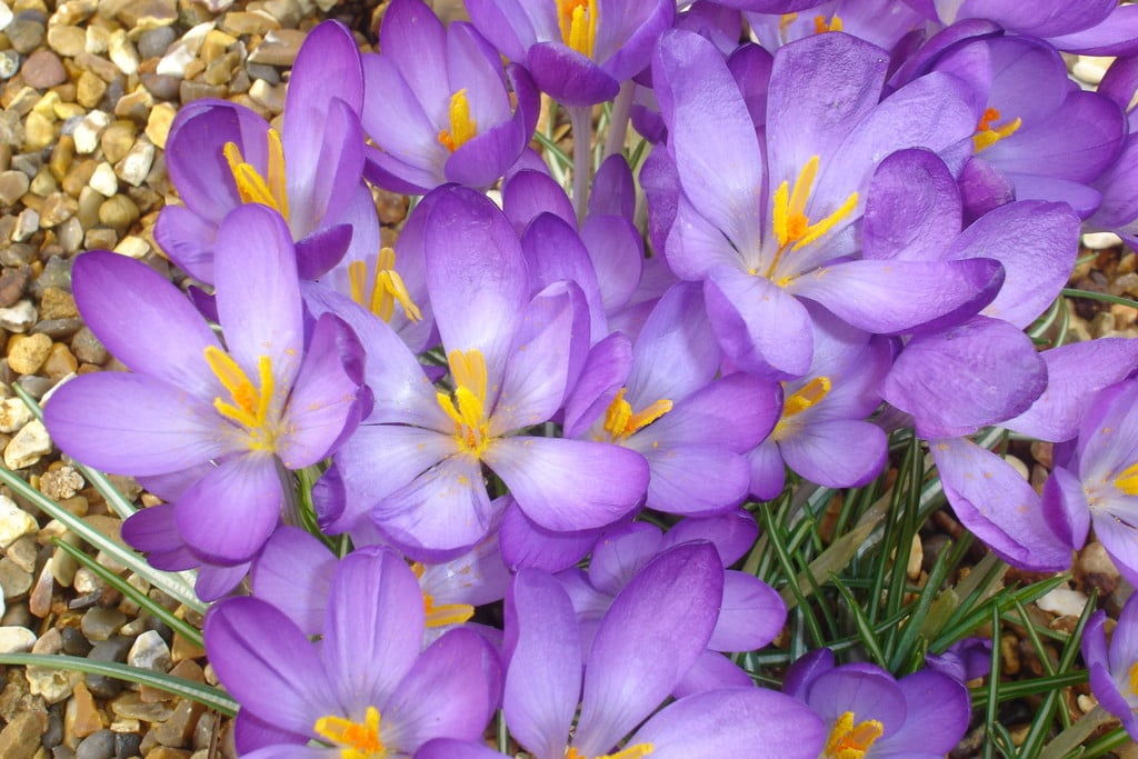 early crocus 'Whitewell Purple'