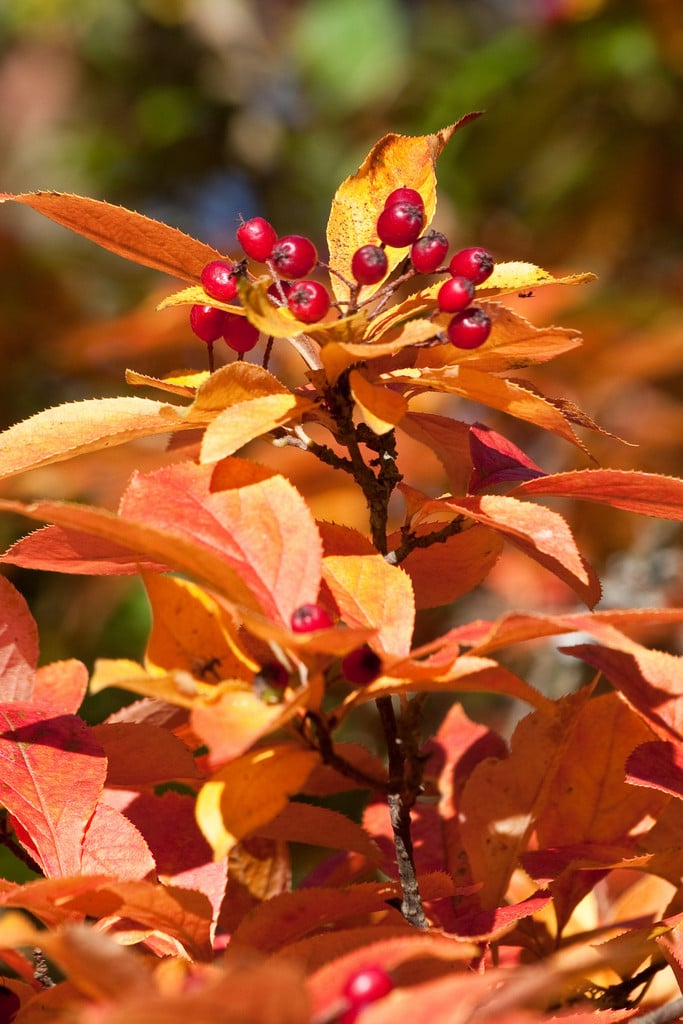 oriental photinia