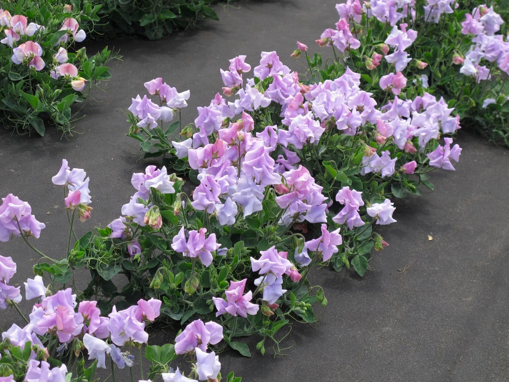 sweet pea 'Lavender Sprite'