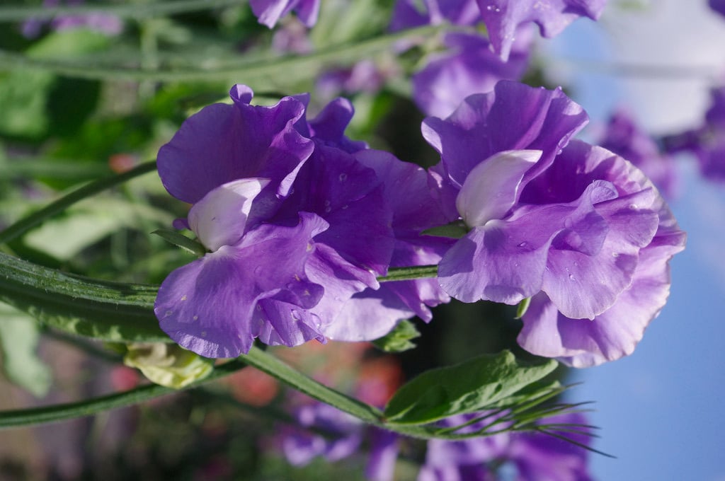 sweet pea 'Just Julia'